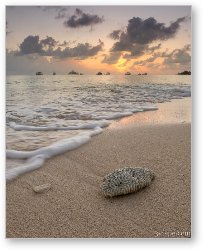 License: Grand Cayman Beach Coral at Sunset