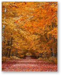 License: Door County Fall Foliage
