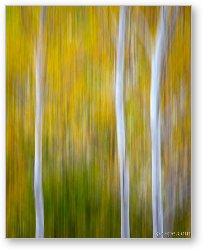License: Three Aspens in Autumn Abstract