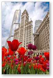 License: Spring Tulips at Wrigley Building