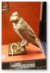 License: Bird Armor at Kunsthistorisches Museum