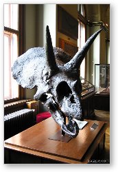 License: Dinosaur bones (Naturhistorisches Museum)