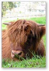License: Highland Cow