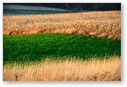License: Galena's colorful fields