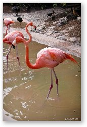 License: Flamingos