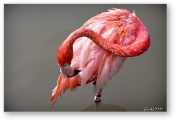 License: A Flamingo cleaning itself