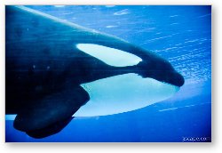 License: Killer Whale (Orca)