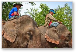 License: Elephant riding tour guides