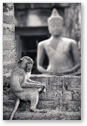 License: Monkey and Buddha at Phra Prang Sam Yot