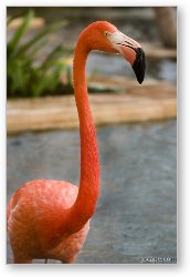 License: Flamingo