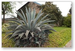 License: Huge cactus type plant in Arusha town