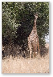 License: Giraffe munching on some leaves