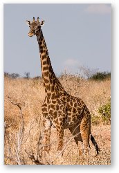 License: Masai Giraffe