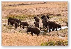 License: Elephants drinking what little water is left