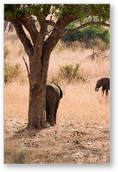 License: Elephant scratching its rear on a tree