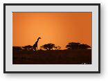 Buy Print of Giraffe in the hazy sunset