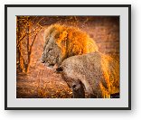 Buy Print of Mom and Dad lions cuddling