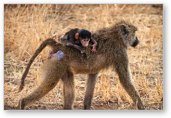 License: Baby baboon riding piggyback with mom