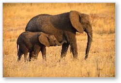 License: Mother and Baby Elephants