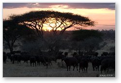 License: Herd of buffalo at sunset by an acacia tree