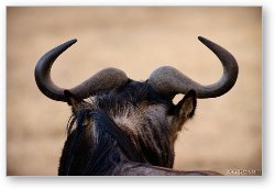 License: Wildebeest horns