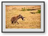 Buy Print of A spotted hyena carrying off wildebeest horns
