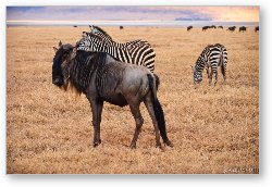 License: Wildebeest and zebras