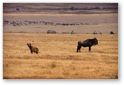 License: Hyena and Wildebeest, living side by side