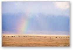 License: Rainbow and animals on the crater floor