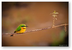 License: Cinnamon-chested Bee-eater