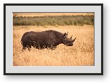 Buy Print of Black Rhino