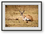 Buy Print of Thomsons Gazelle