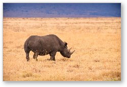 License: Black Rhino