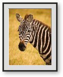 Buy Print of Common Zebra