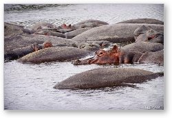 License: A pile of hippos resting in the cool water
