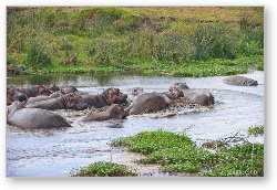 License: Some hippos seem to have gotten upset and started biting each other