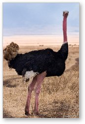 License: Male ostrich