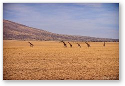 License: Giraffes on parade through the Serengeti
