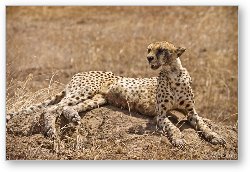 License: Female cheetah laying on a termite hill