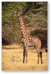License: Masai Giraffe