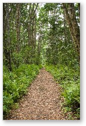 License: Trail through the lush Jozani Forest