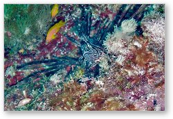 License: Lion fish hiding in the coral