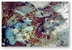 License: Close up of scorpion fish