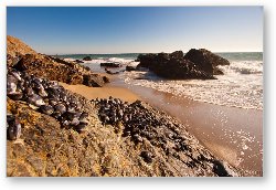 License: Mussels clinging to rocks at Zuma Beach