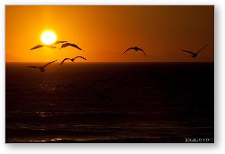 License: Seagulls in the sunset at Leo Carrillo State Beach