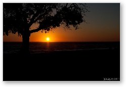 License: Tree at sunset, Leo Carrillo State Beach