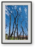 Buy Print of Burned trees near Dewey Bridge