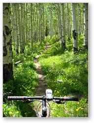 License: Mountain biking through aspen forest in the La Sal mountains