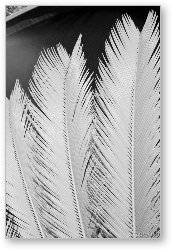 License: Palm leaf details in Infrared