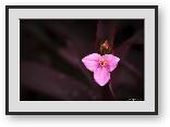 Buy Print of Flower macro